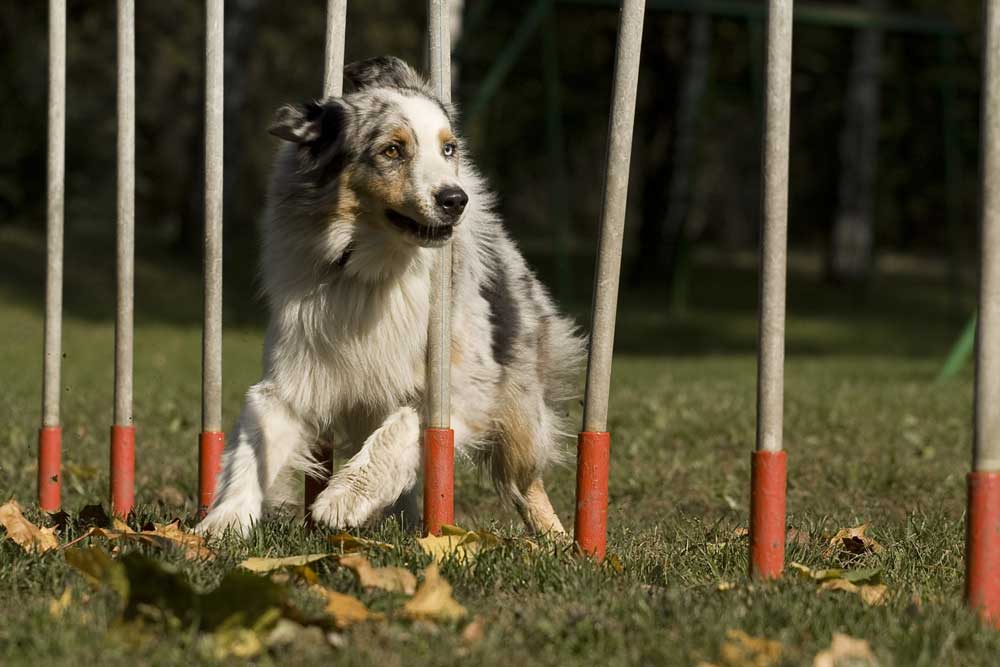 © Dadly | Dreamstime.com - Agility - Dog Skill Competition. Photo